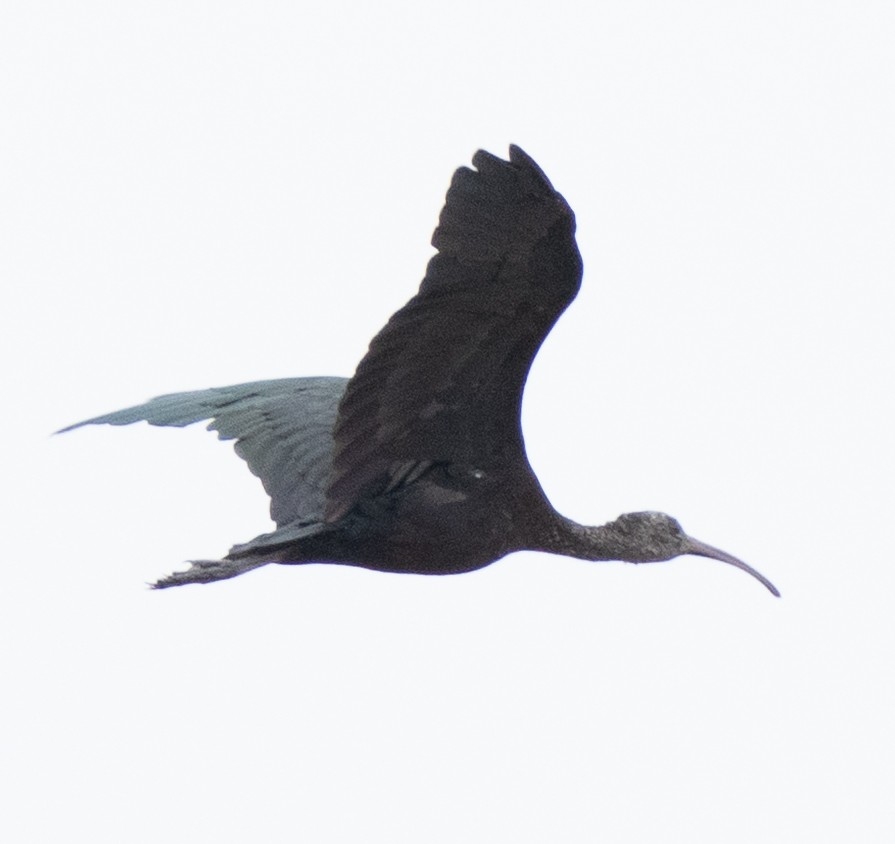 Ibis hagedash - ML644071542