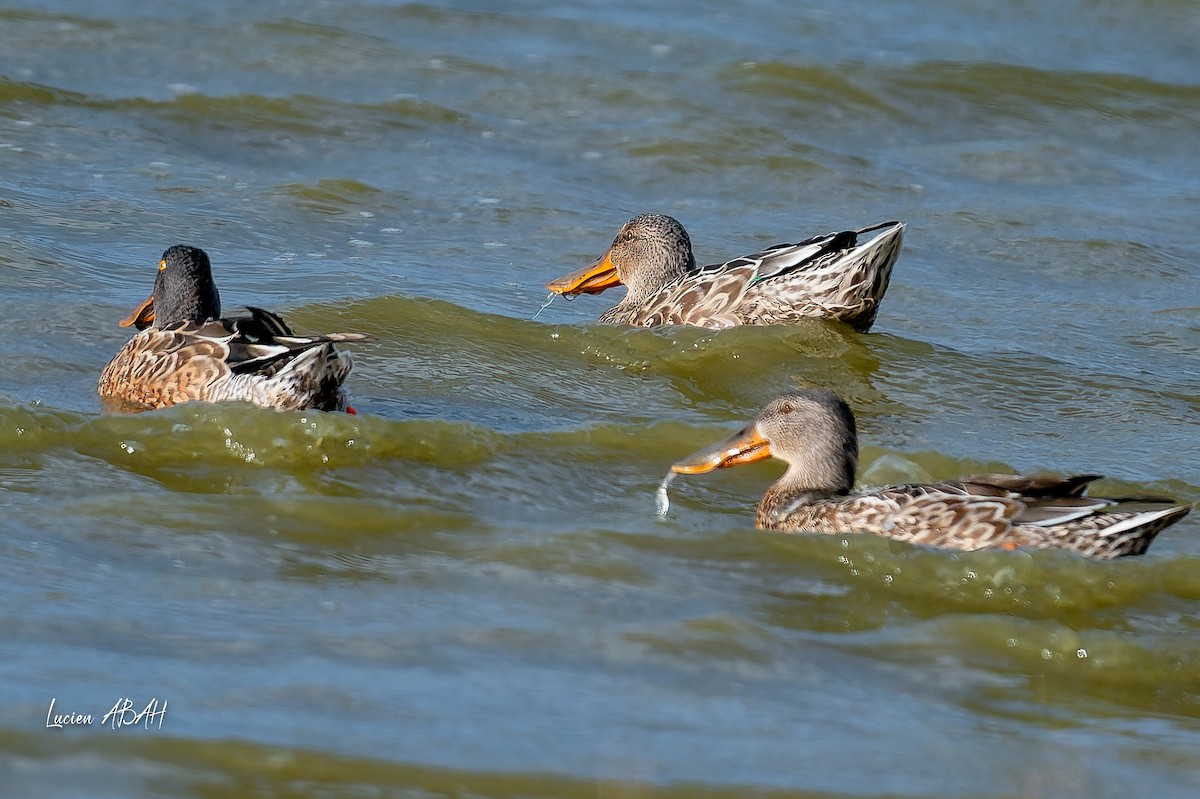 Northern Shoveler - lucien ABAH