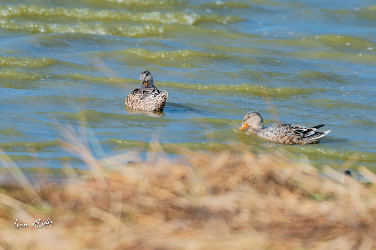 Northern Shoveler - lucien ABAH