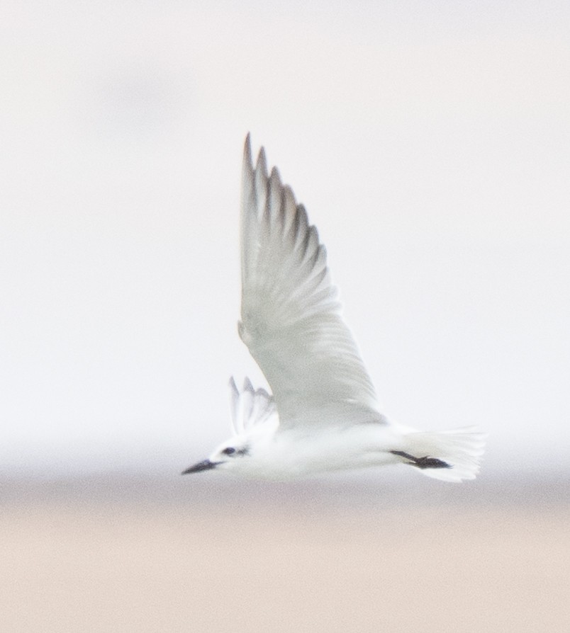 Gull-billed Tern - ML644071581