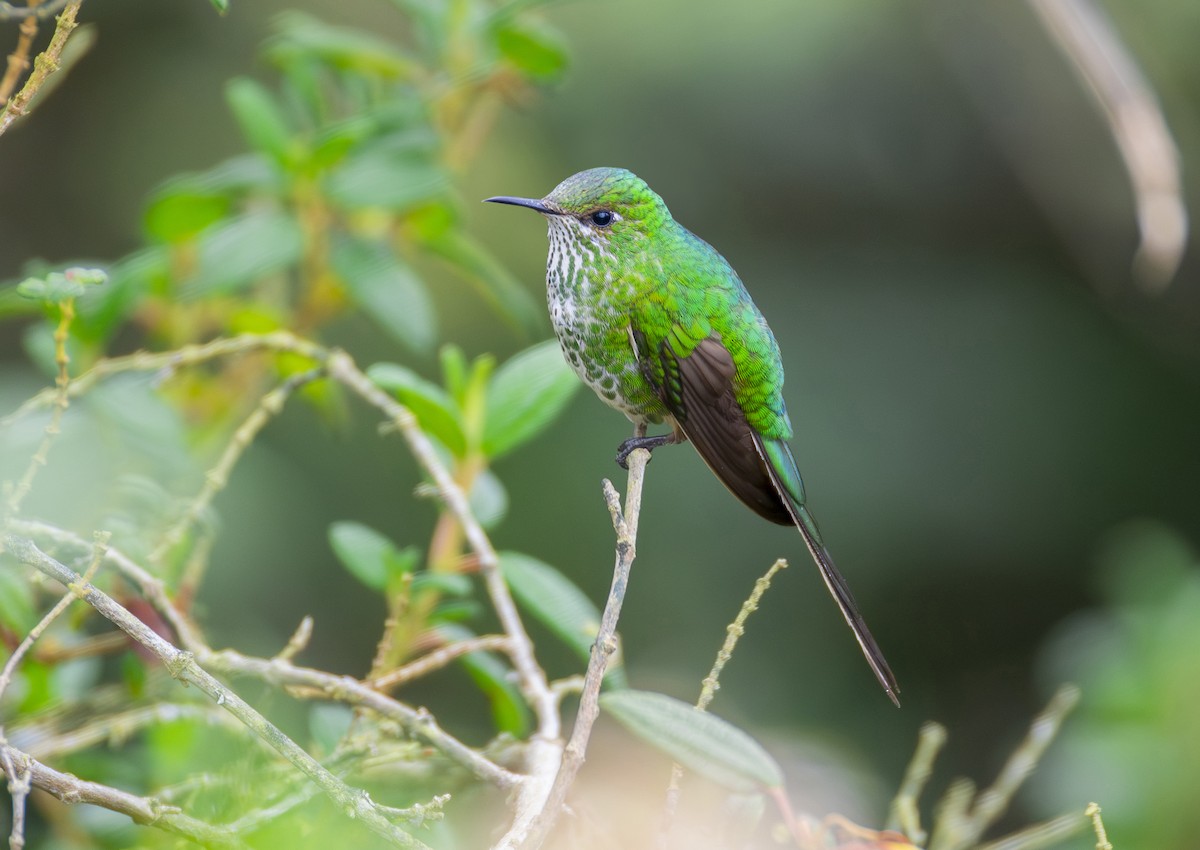 Green-tailed Trainbearer - ML644071583