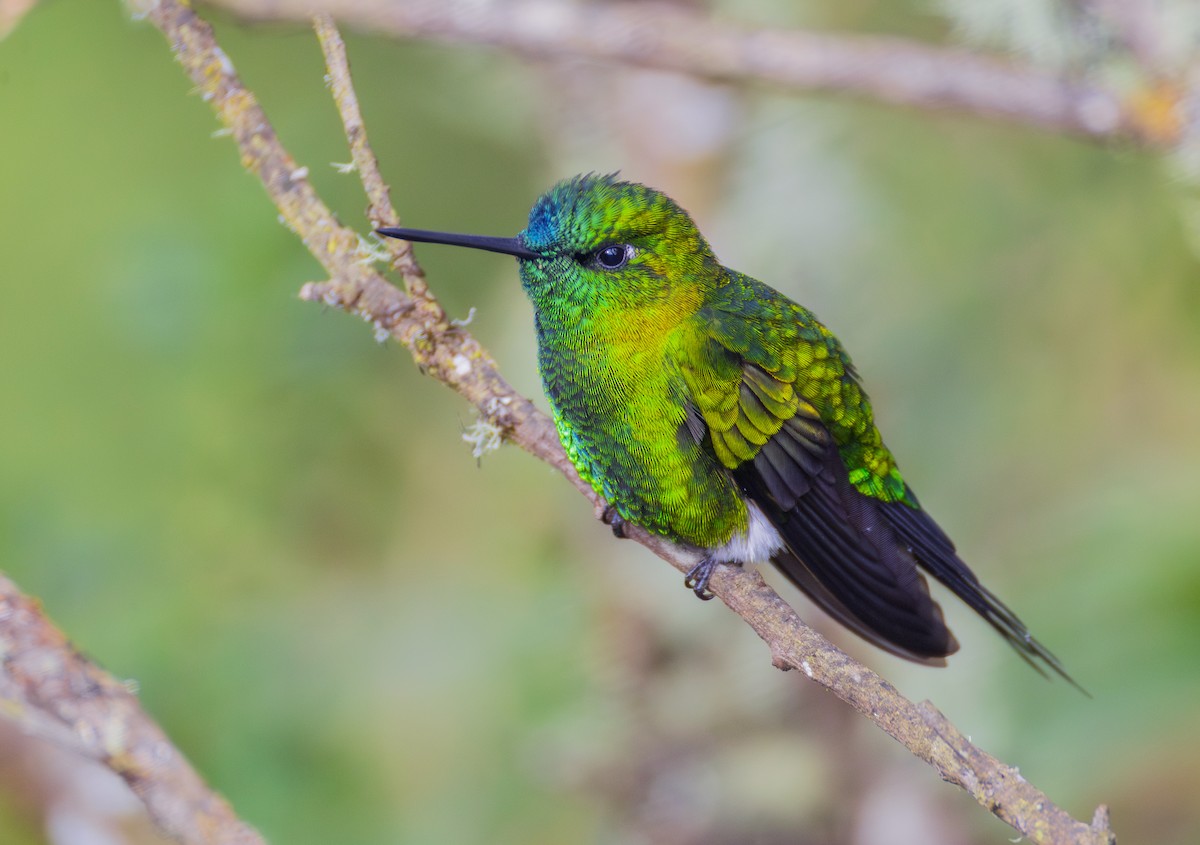 Érione catherine - ML644071631