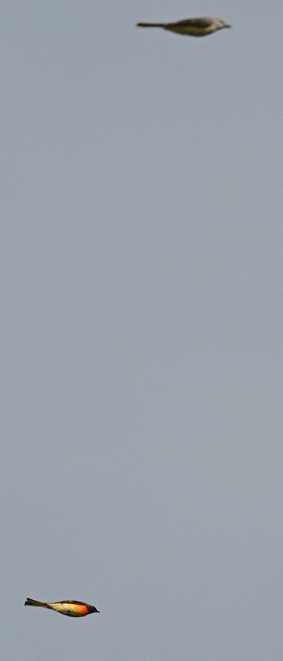 Small Minivet - ML644071645