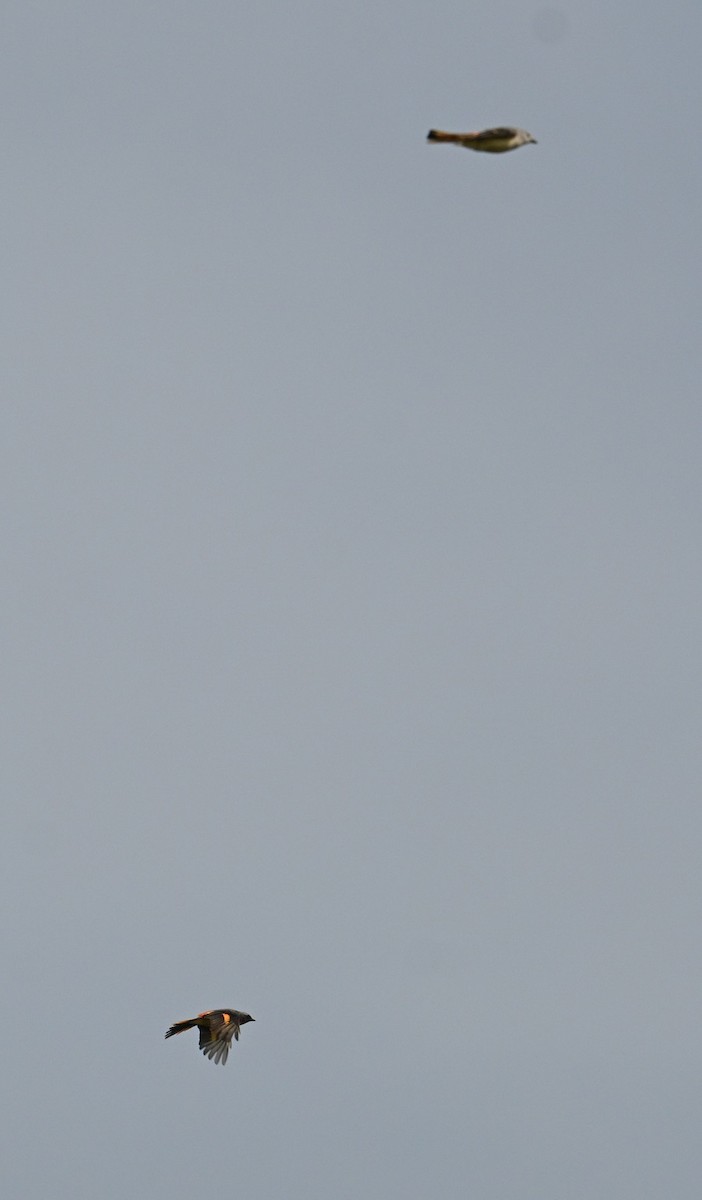 Small Minivet - ML644071646