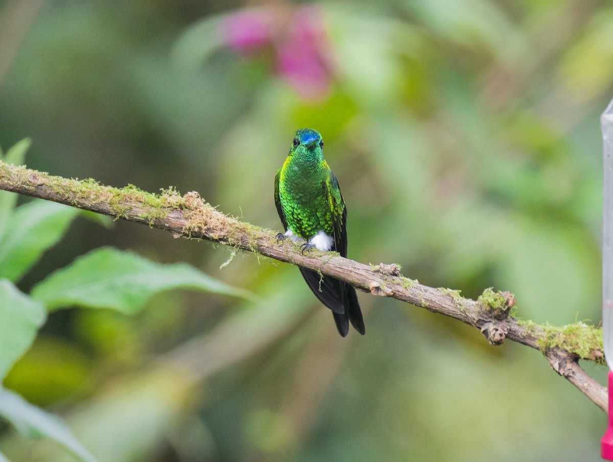 Érione catherine - ML644071657