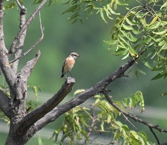 Siberian Stonechat - ML644071659