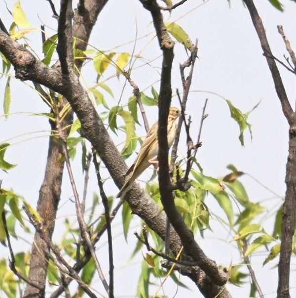 Pipit des arbres - ML644071717