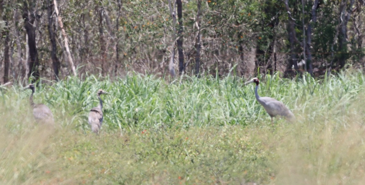 Sarus Crane - ML644071735