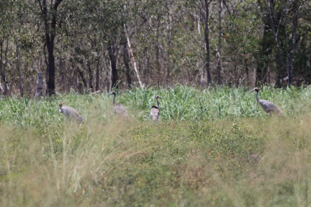 Sarus Crane - ML644071736
