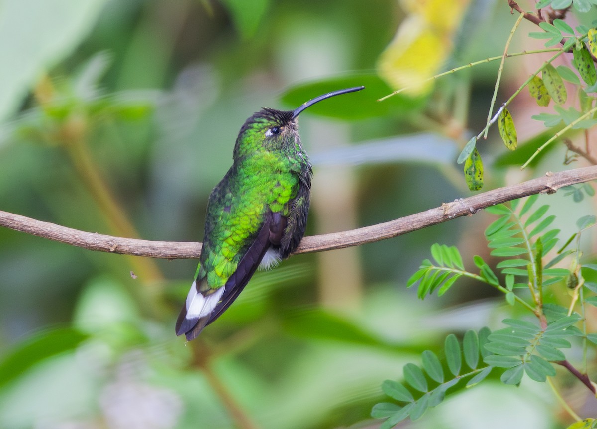 Mountain Velvetbreast - ML644071741