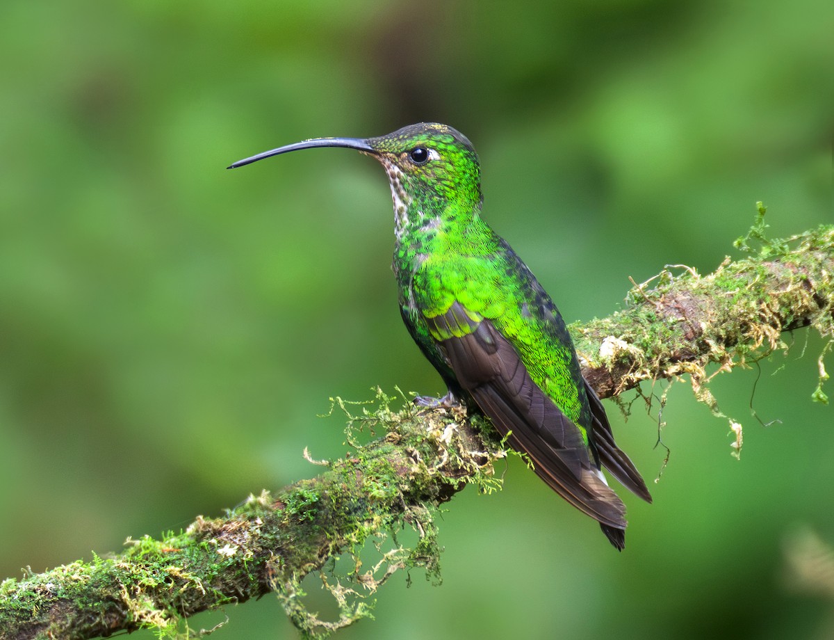 Mountain Velvetbreast - ML644071742