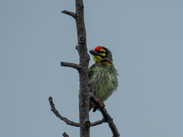 Coppersmith Barbet - ML644071765