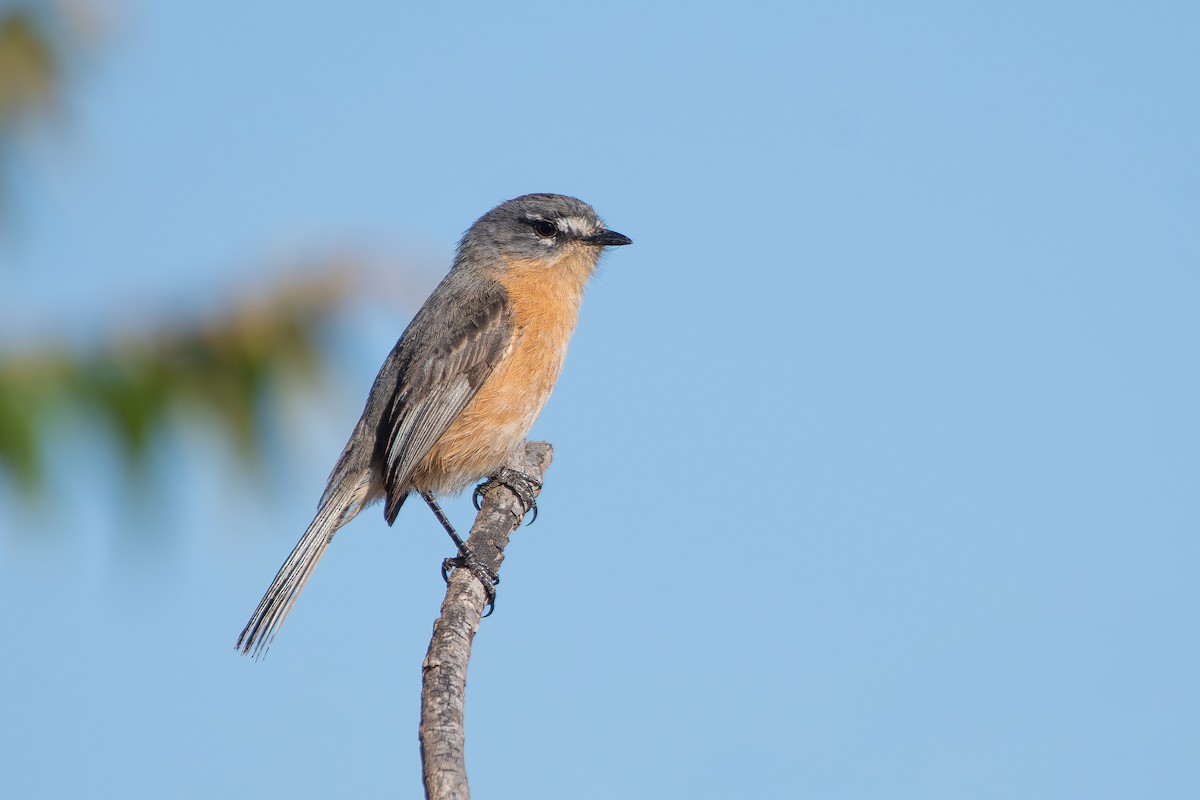 Gray-backed Tachuri - ML644071786