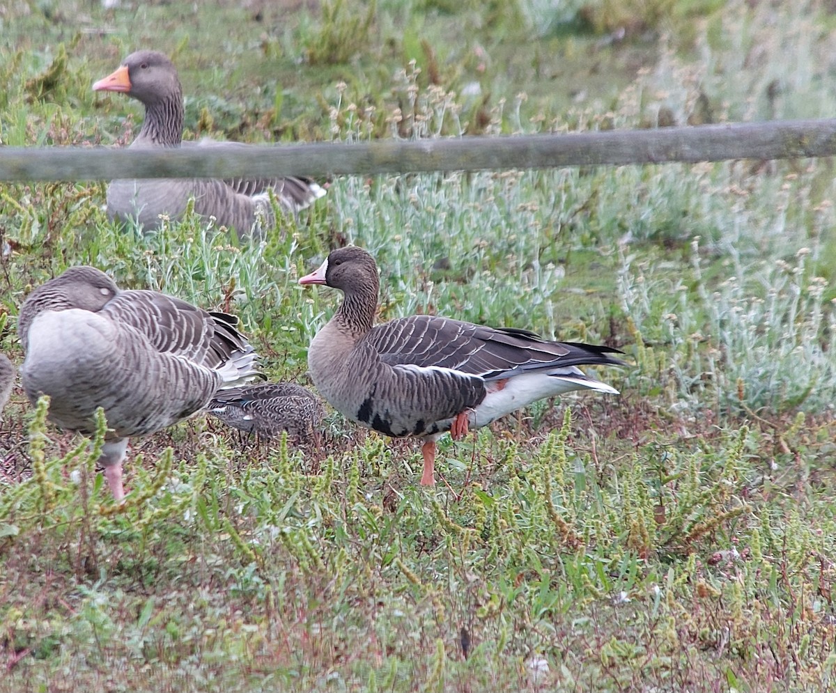 Greater White-fronted Goose - ML644071805
