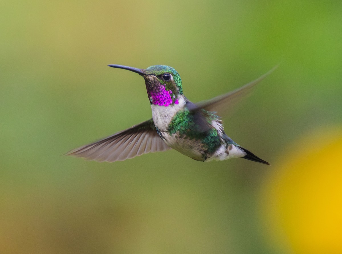 Colibrí de Mulsant - ML644071806