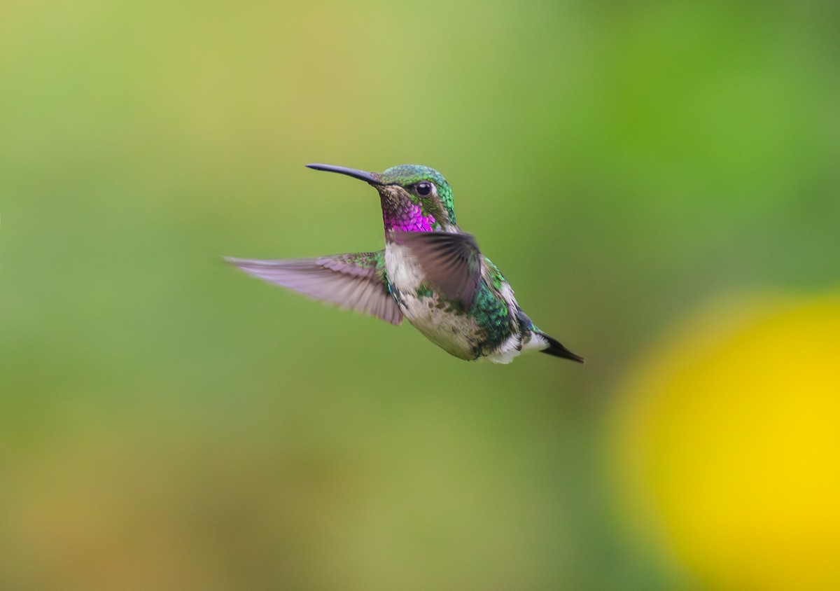 Colibrí de Mulsant - ML644071812