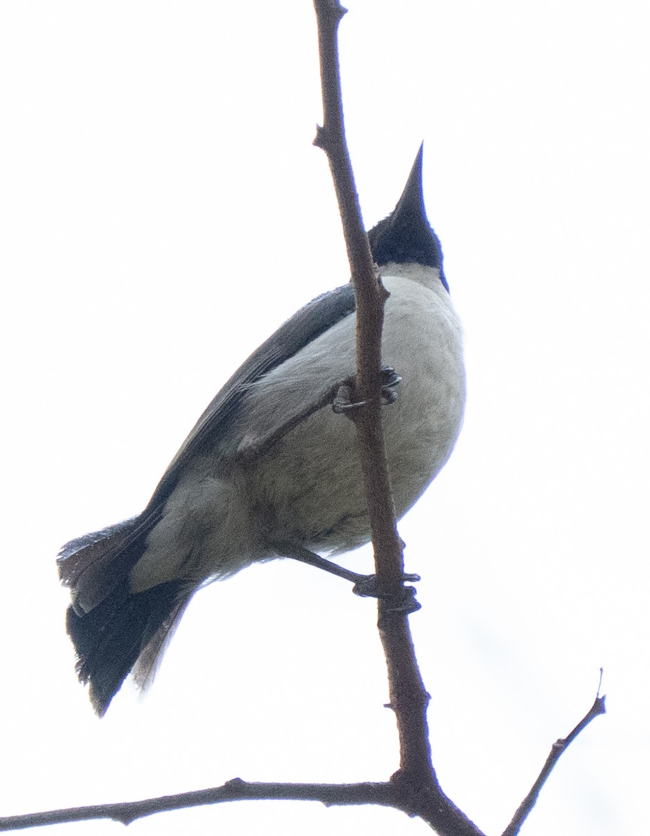 Eastern Violet-backed Sunbird - ML644071824