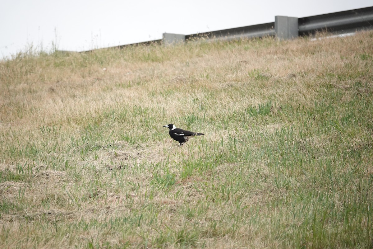 Australian Magpie (Black-backed) - ML644071843