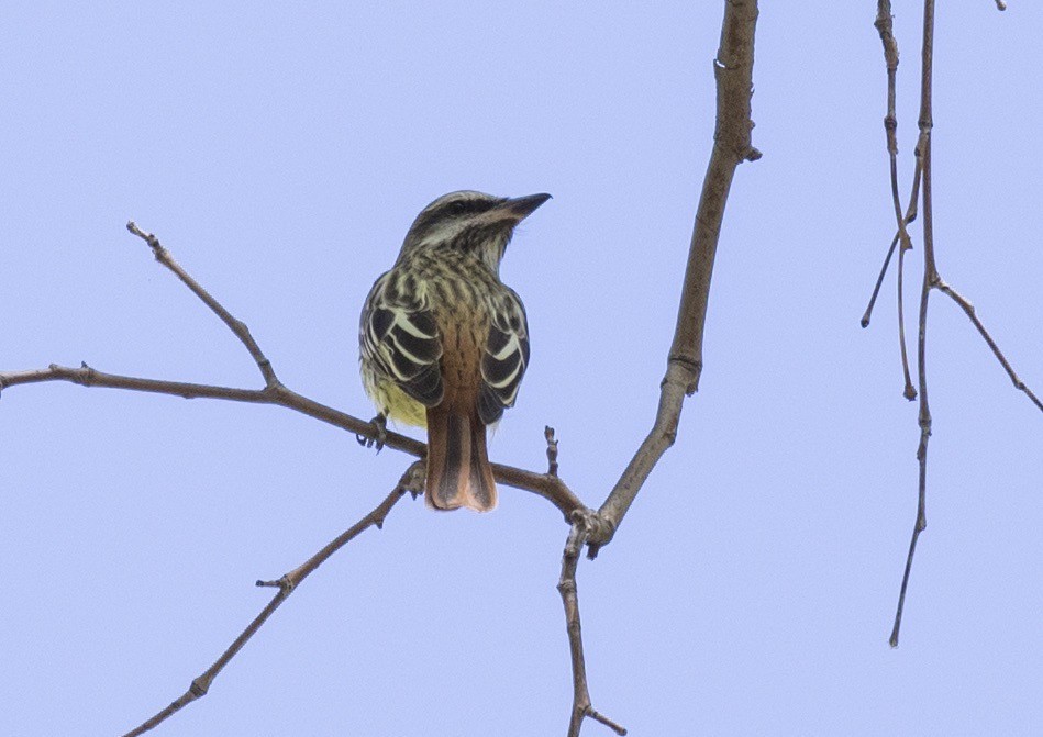 Sulphur-bellied Flycatcher - ML644071851