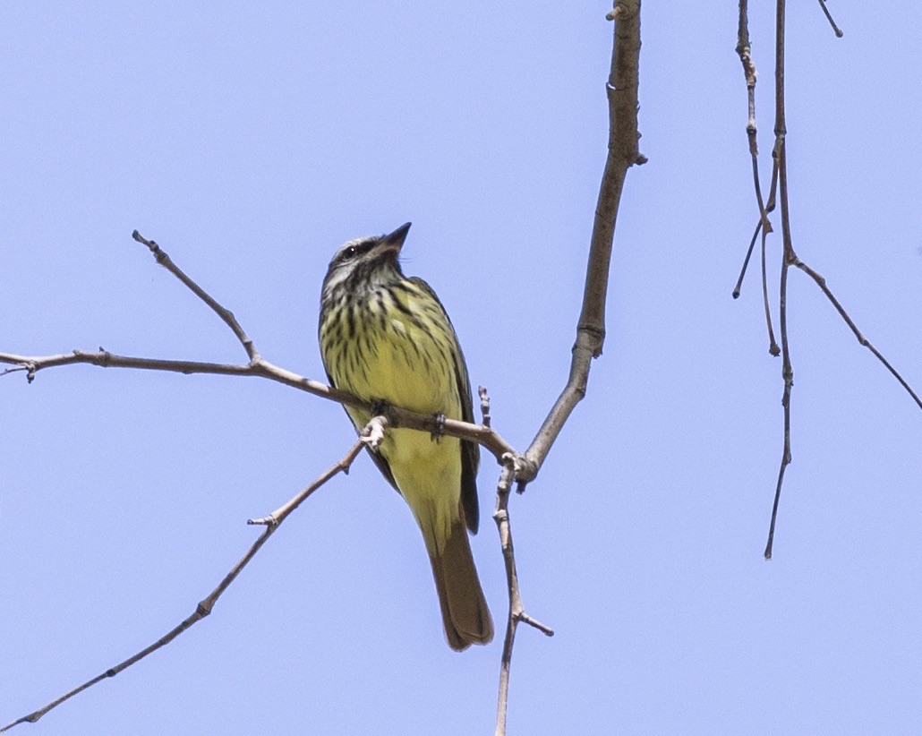 Sulphur-bellied Flycatcher - ML644071852