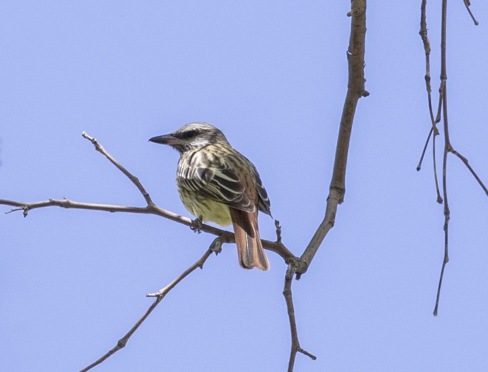 Sulphur-bellied Flycatcher - ML644071853