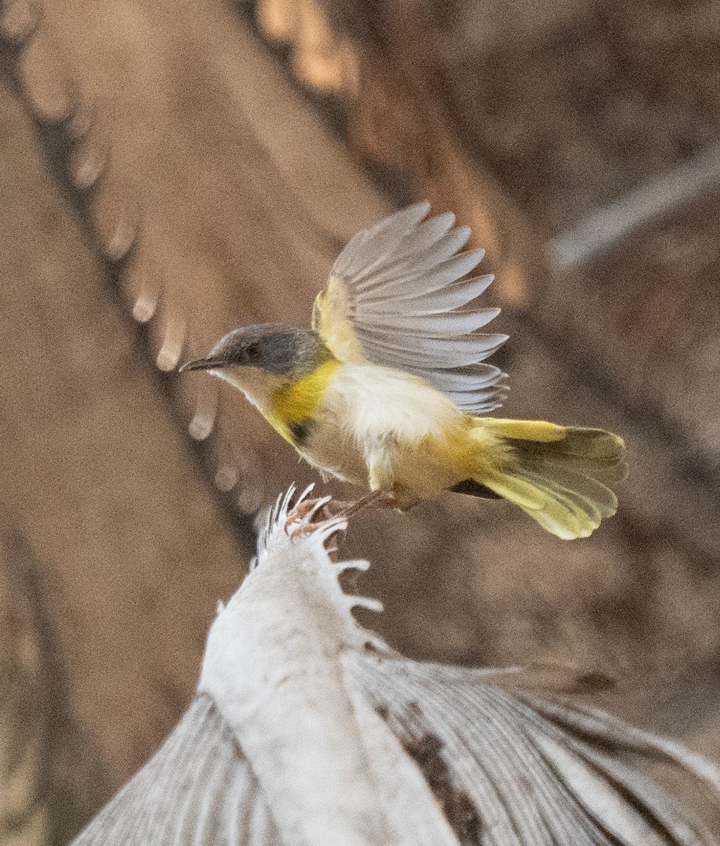 Желтогрудый апалис - ML644071856