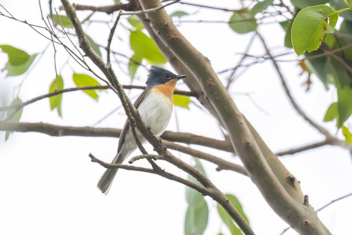 Leaden Flycatcher - ML644071871