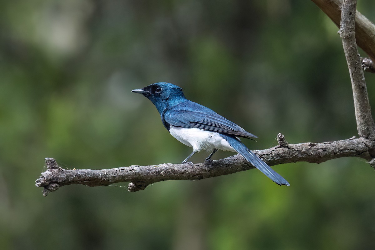 Satin Flycatcher - ML644071886