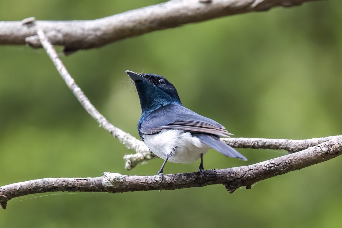 Satin Flycatcher - ML644071887
