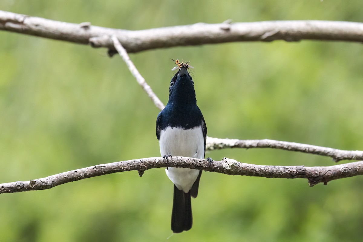 Satin Flycatcher - ML644071889