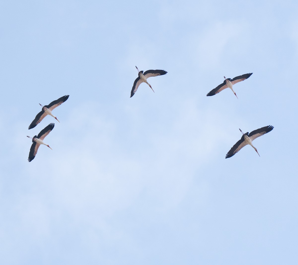 gulnebbstork - ML644071896