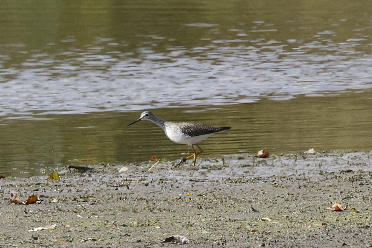 gulbeinsnipe - ML644071897