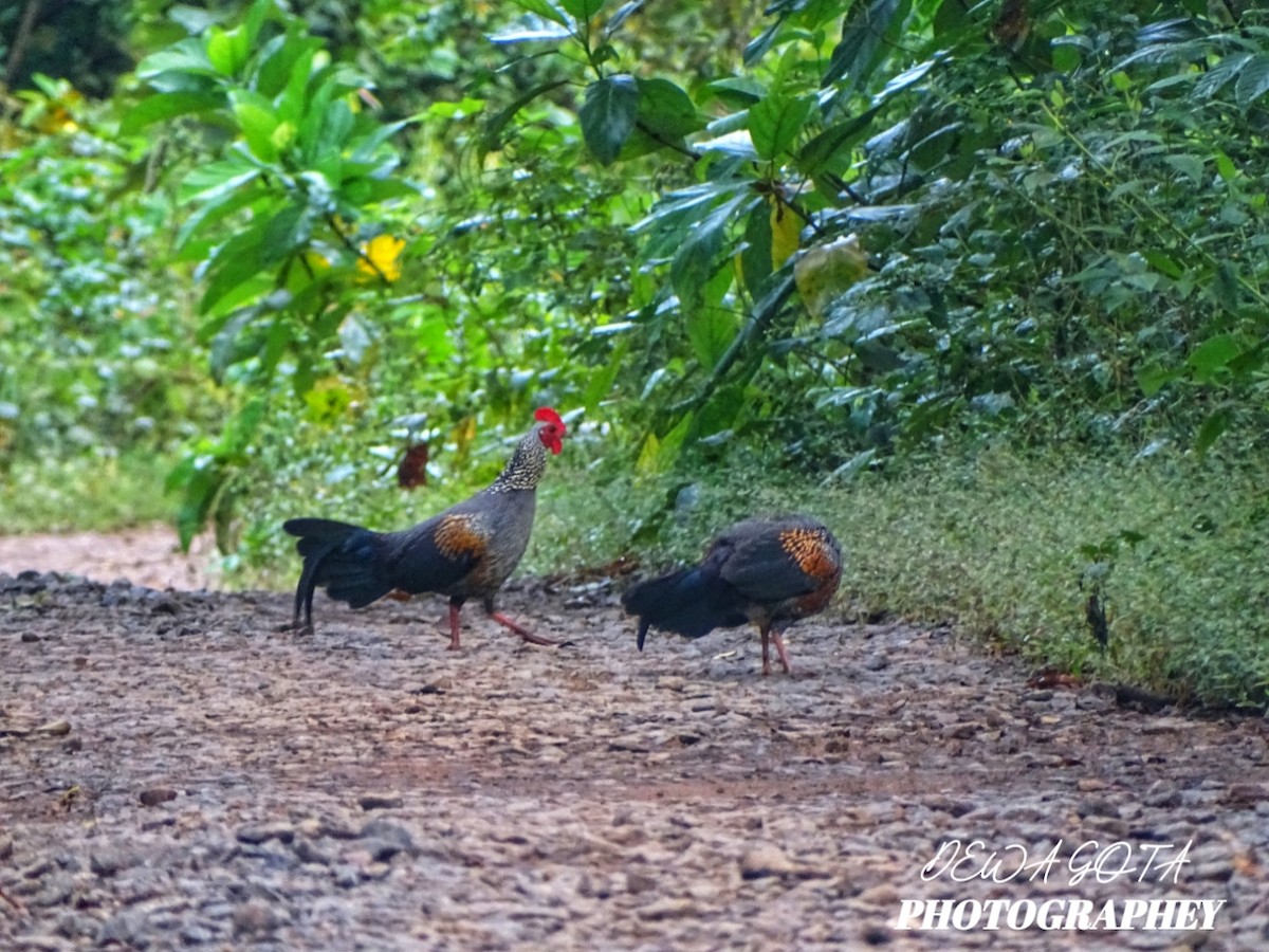 Gray Junglefowl - ML644071898