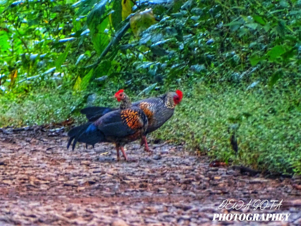 Gray Junglefowl - ML644071899