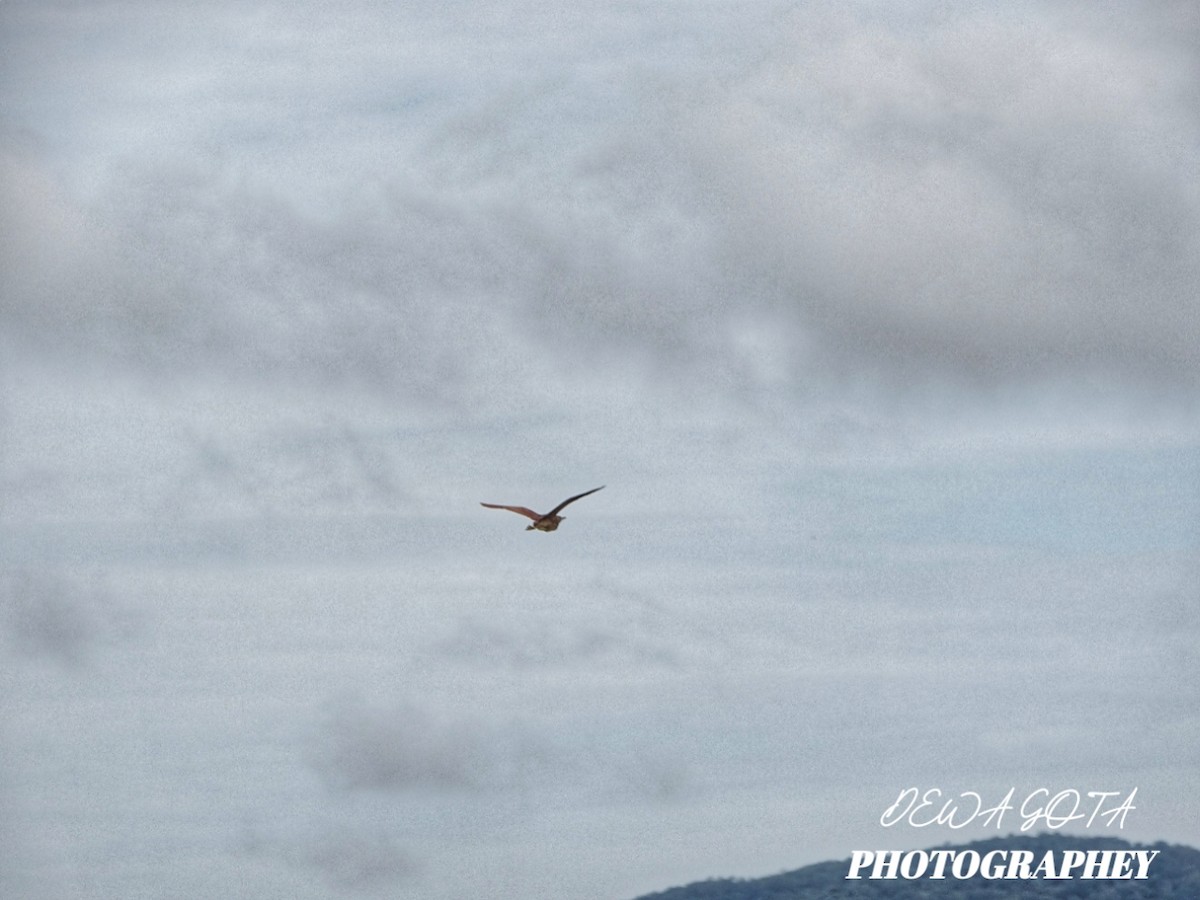 Cinnamon Bittern - ML644071918