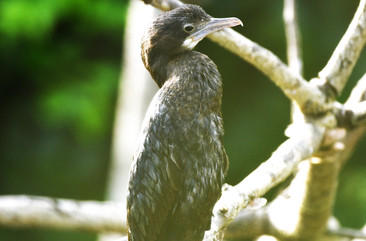 Cormoran de Vieillot - ML644071920