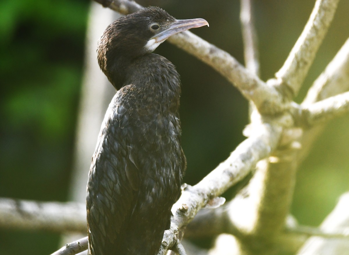 Cormoran de Vieillot - ML644071922