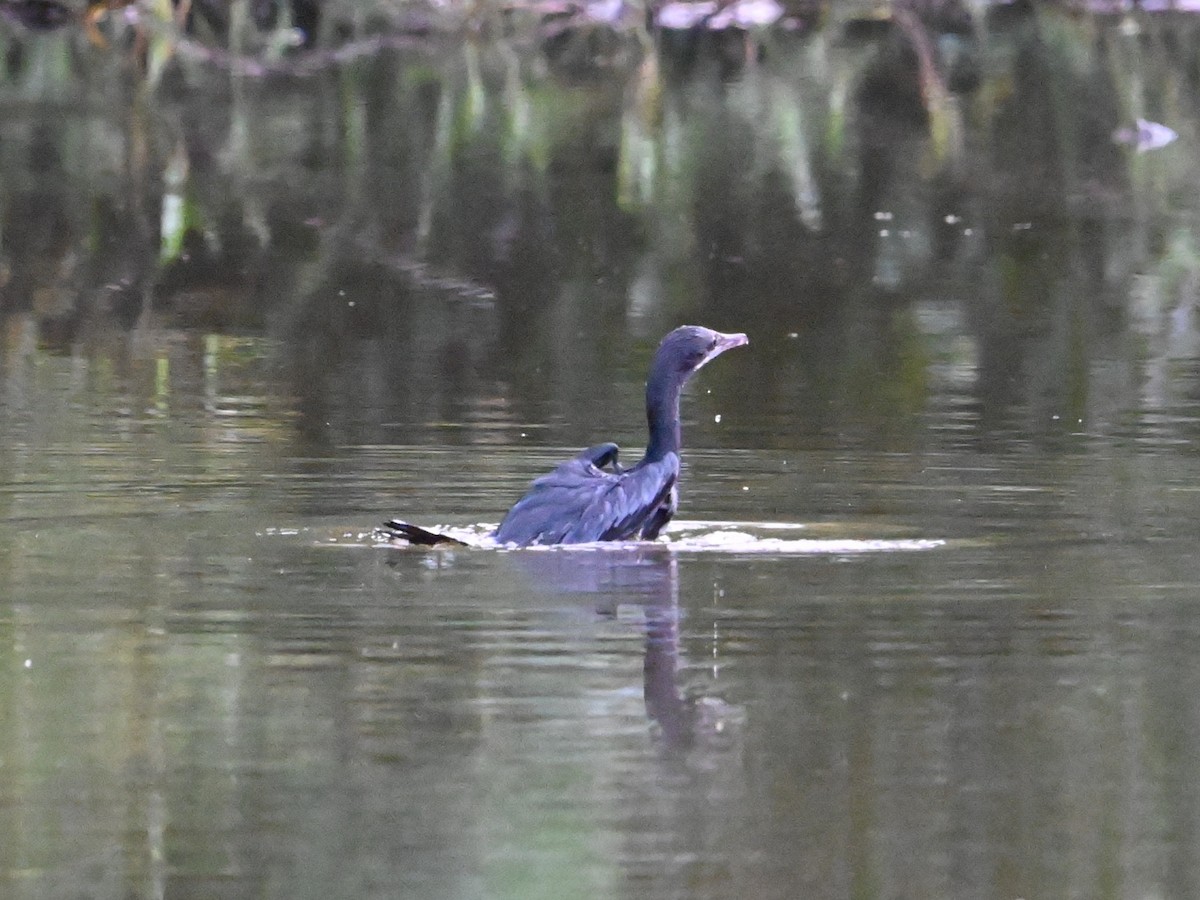 Cormoran de Vieillot - ML644071929