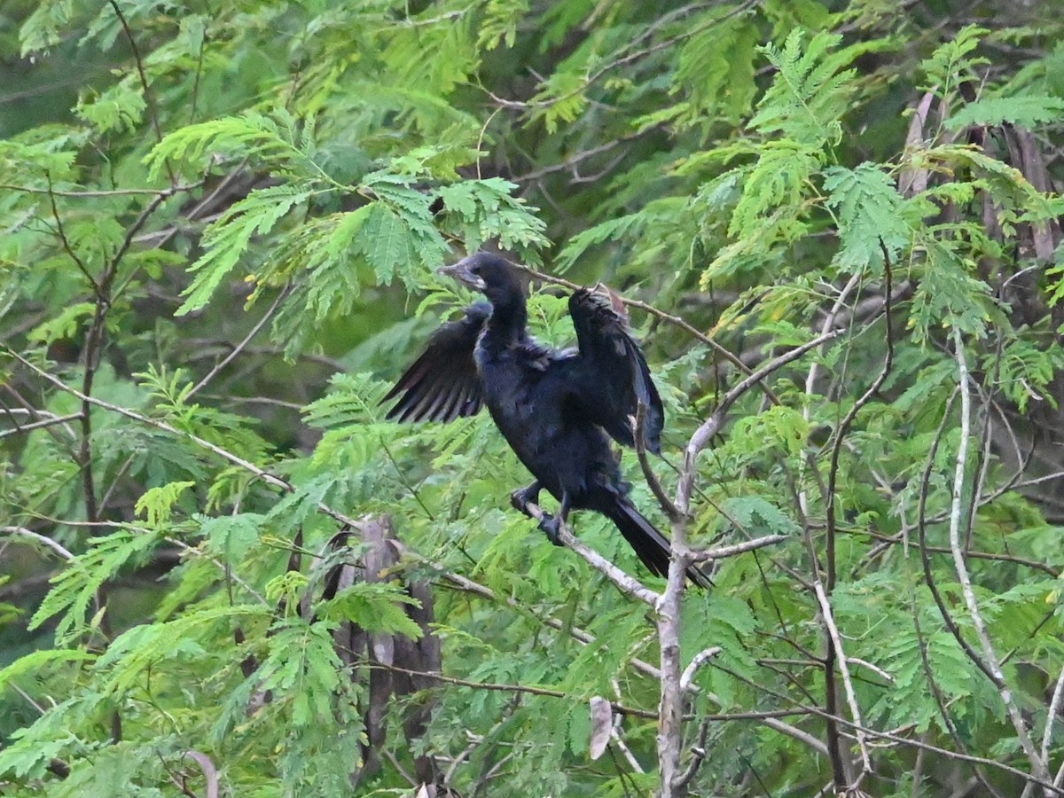 Cormoran de Vieillot - ML644071932