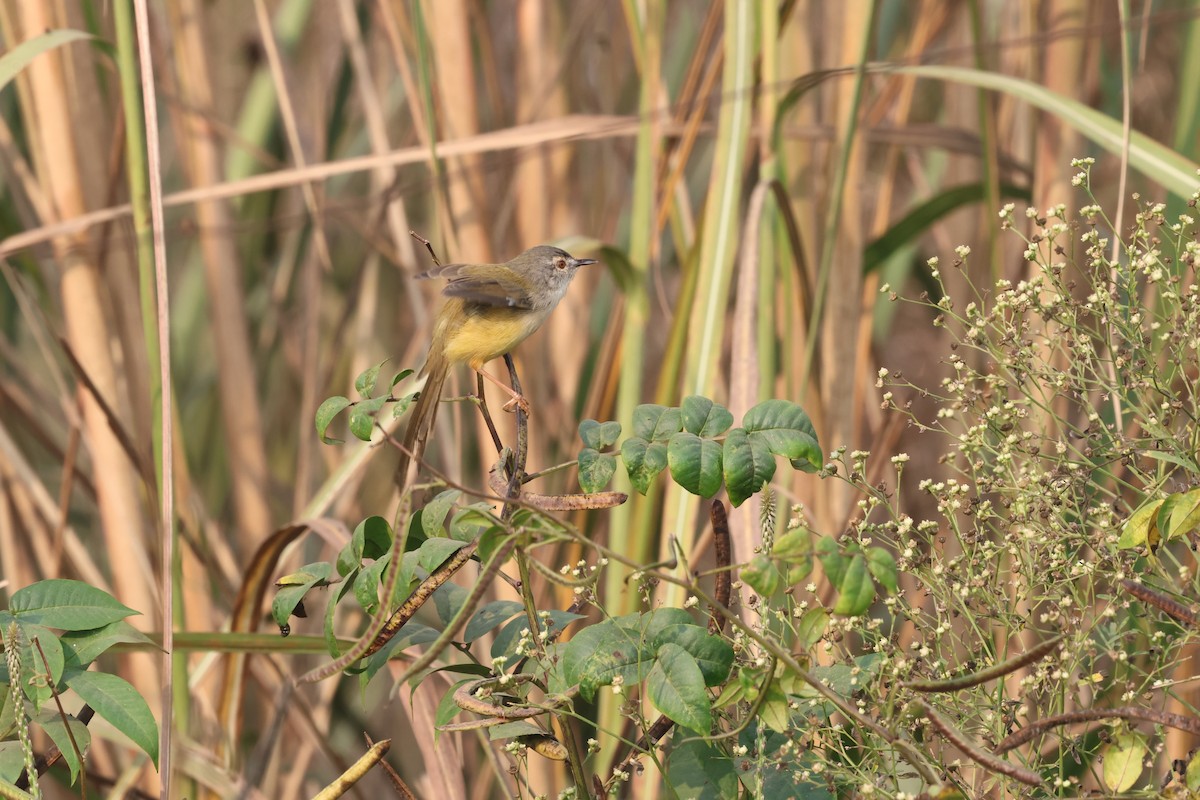 Prinia à ventre jaune - ML644071934