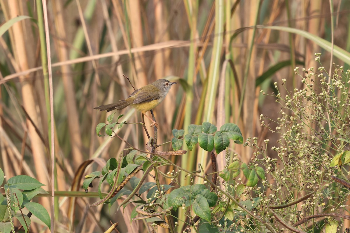 Prinia à ventre jaune - ML644071935