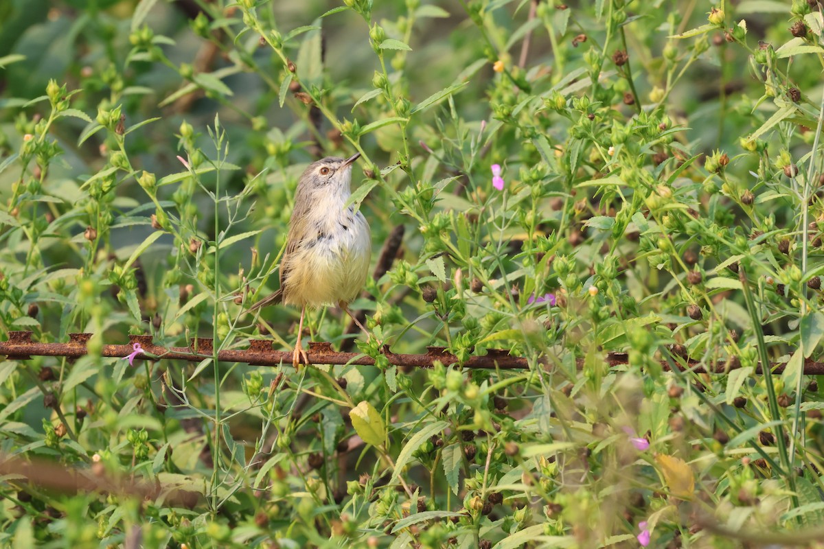 Prinia à ventre jaune - ML644071936