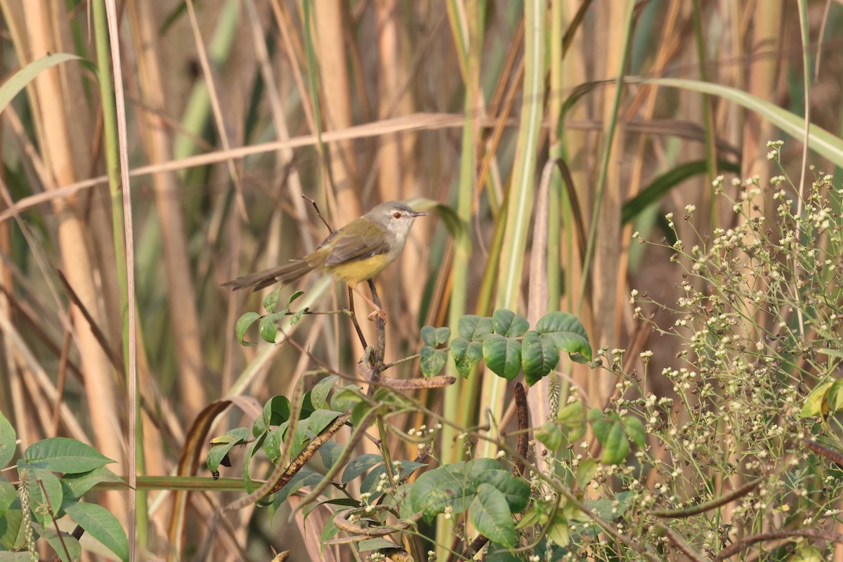 Prinia à ventre jaune - ML644071937
