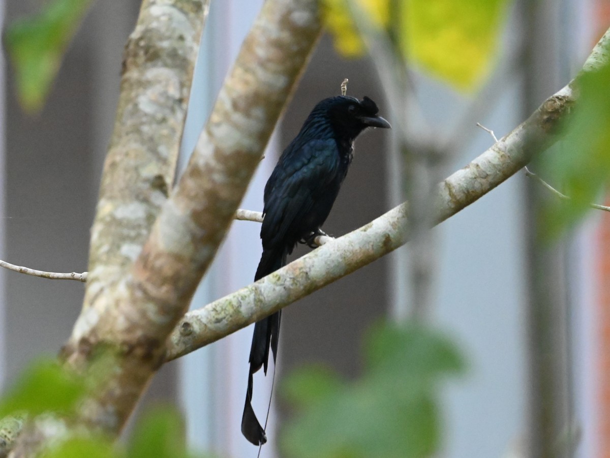 Drongo à raquettes - ML644071956