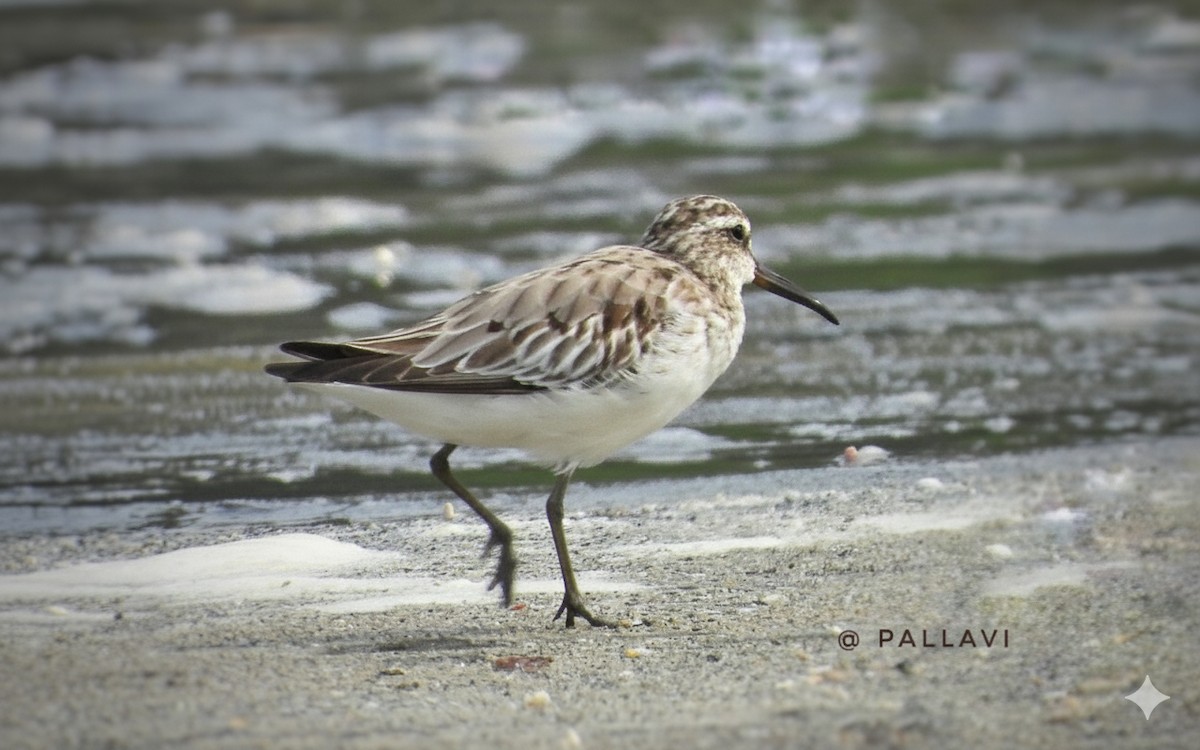 Грязовик - ML644071959