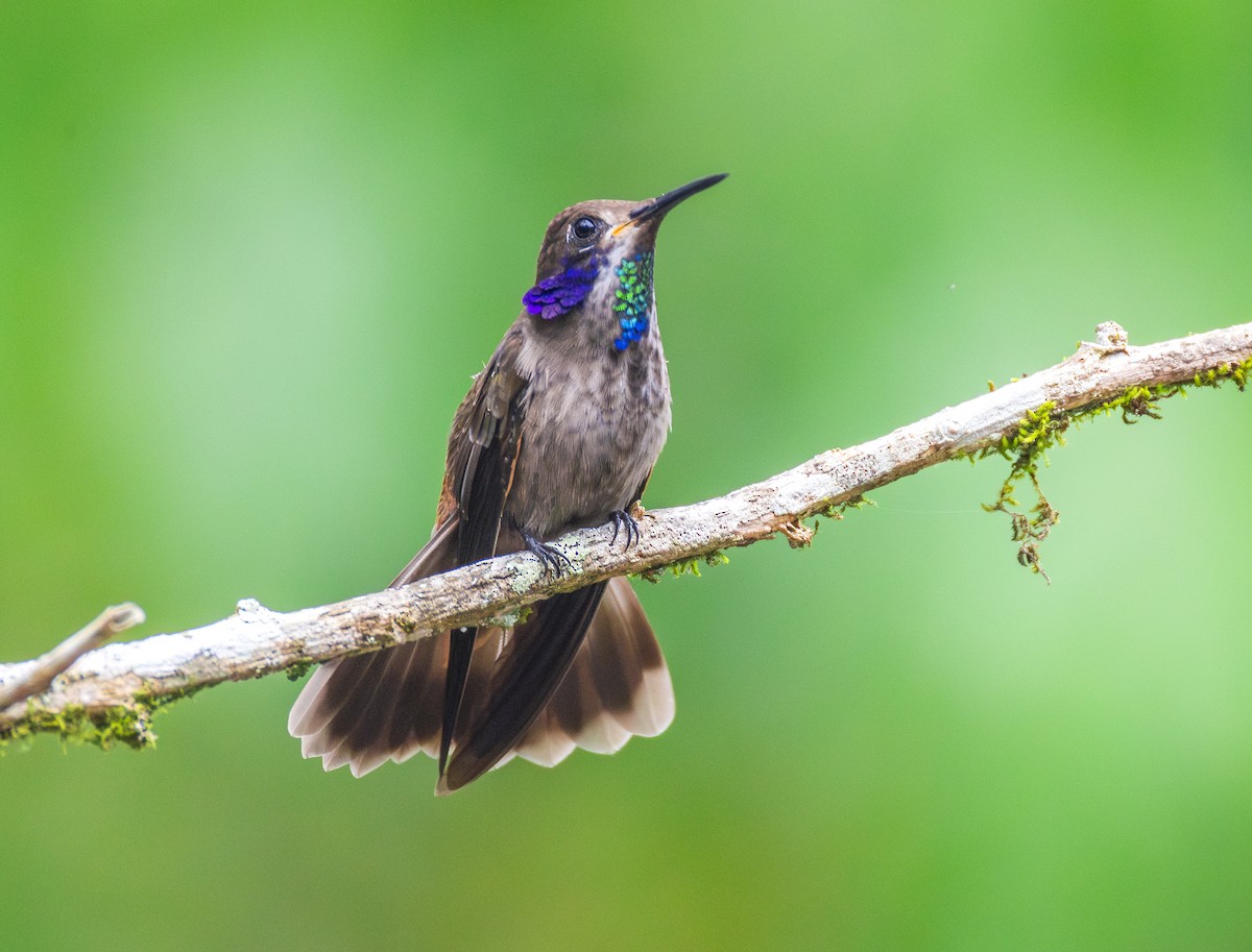 Бурый фиалкоух - ML644071960