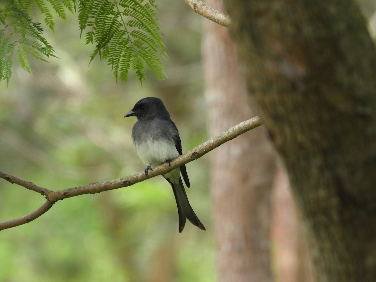 Ak Karınlı Drongo - ML644071973