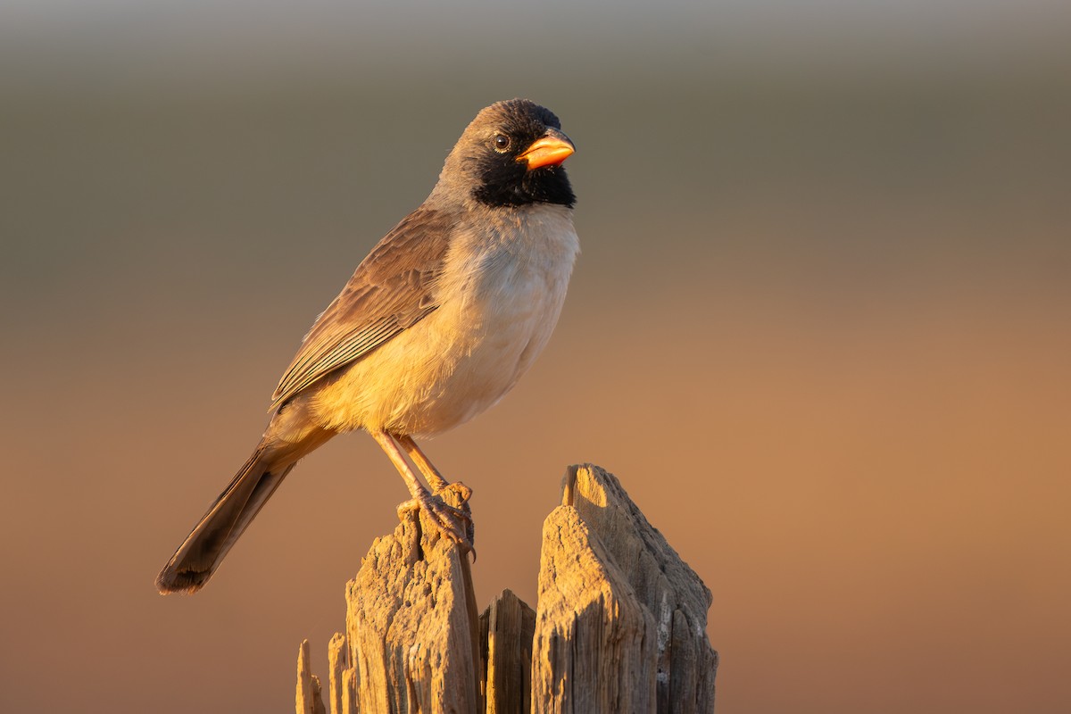 Black-throated Saltator - ML644071984