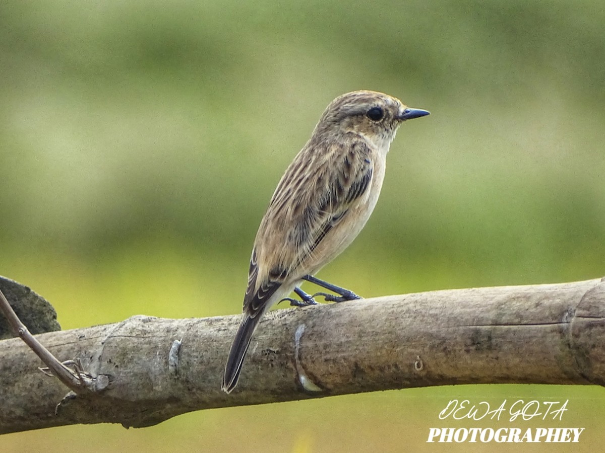 Siberian Stonechat - ML644071989