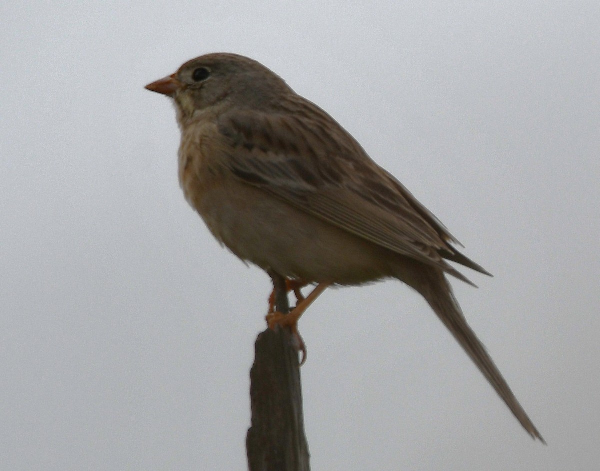 Gray-necked Bunting - ML644072000